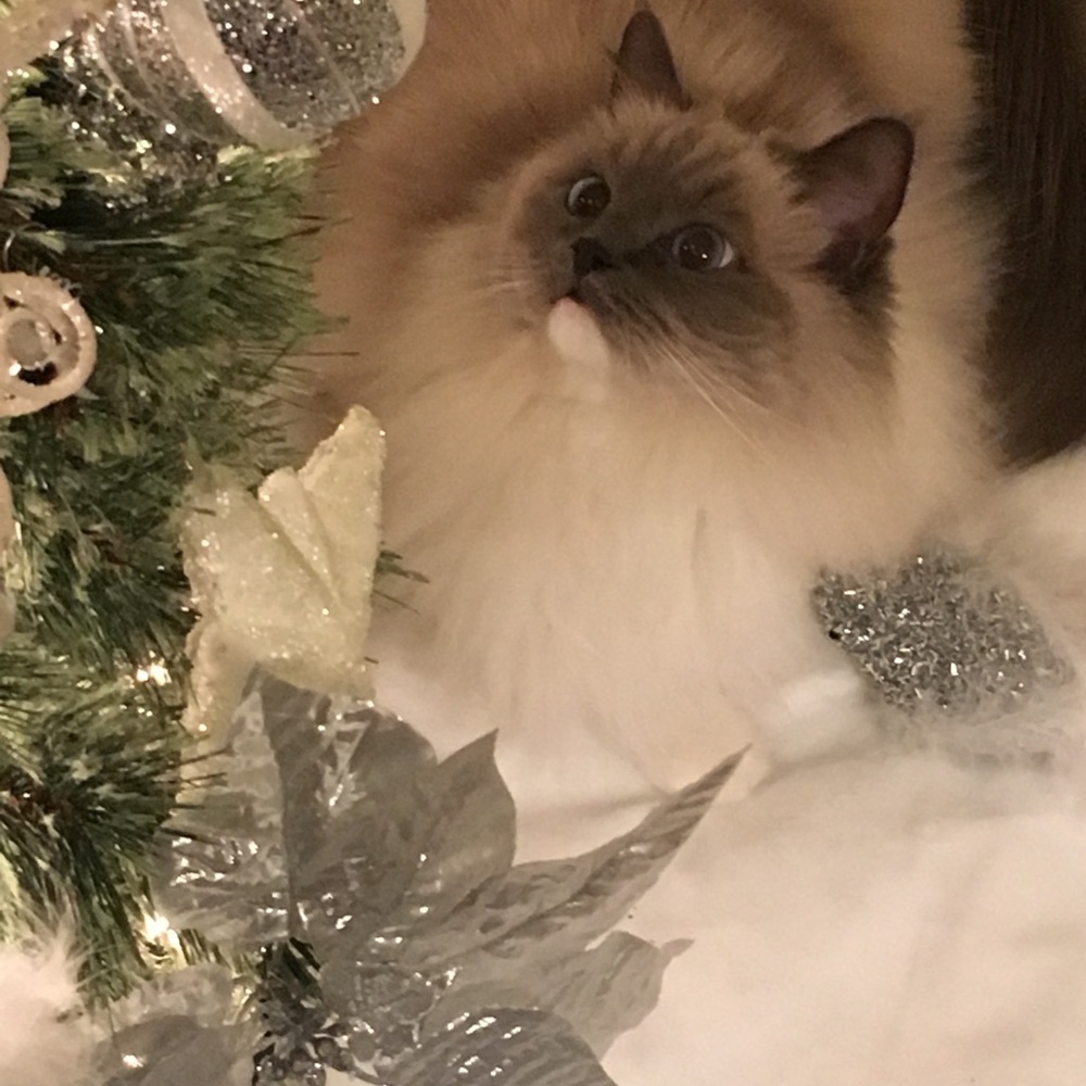 Meet your Posher, Bonnie